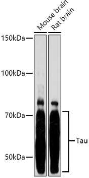 Western blot analysis of various lysates using Tau Rabbit pAb (A0002) at 1:1000 dilution.<br/>Secondary antibody: HRP Goat Anti-Rabbit IgG (H+L) (AS014) at 1:10000 dilution.<br/>Lysates/proteins: 25μg per lane.<br/>Blocking buffer: 3% nonfat dry milk in TBST.<br/>Detection: ECL Basic Kit (RM00020).<br/>Exposure time: 180s.
