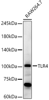 Western blot analysis of various lysates, using TLR4 Rabbit pAb (A0007) at 1:1000 dilution.<br/>Secondary antibody: HRP Goat Anti-Rabbit IgG (H+L) (AS014) at 1:10000 dilution.<br/>Lysates/proteins: 25μg per lane.<br/>Blocking buffer: 3% nonfat dry milk in TBST.<br/>Detection: ECL Basic Kit (RM00020).<br/>Exposure time: 180s.