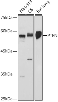 Western blot analysis of various lysates using PTEN Rabbit pAb (A0008) at 1:500 dilution.<br/>Secondary antibody: HRP Goat Anti-Rabbit IgG (H+L) (AS014) at 1:10000 dilution.<br/>Lysates/proteins: 25μg per lane.<br/>Blocking buffer: 3% nonfat dry milk in TBST.<br/>Detection: ECL Basic Kit (RM00020).<br/>Exposure time: 10s.