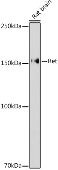 Western blot analysis of lysates from Rat brain, using Ret Rabbit pAb (A0018) at 1:1000 dilution.<br/>Secondary antibody: HRP Goat Anti-Rabbit IgG (H+L) (AS014) at 1:10000 dilution.<br/>Lysates/proteins: 25μg per lane.<br/>Blocking buffer: 3% nonfat dry milk in TBST.<br/>Detection: ECL Enhanced Kit (RM00021).<br/>Exposure time: 180s.