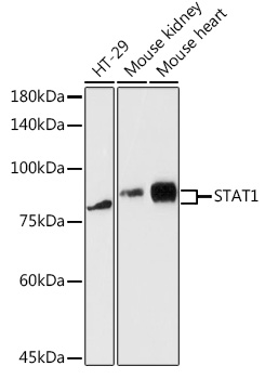 Western blot analysis of various lysates using STAT1 Rabbit pAb (A0027) at 1:5000 dilution.<br/>Secondary antibody: HRP Goat Anti-Rabbit IgG (H+L) (AS014) at 1:10000 dilution.<br/>Lysates/proteins: 25μg per lane.<br/>Blocking buffer: 3% nonfat dry milk in TBST.<br/>Detection: ECL Enhanced Kit (RM00021).<br/>Exposure time: 180s.