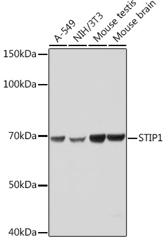 Western blot analysis of various lysates using STIP1 Rabbit mAb (A0036) at 1:1000 dilution.<br/>Secondary antibody: HRP Goat Anti-Rabbit IgG (H+L) (AS014) at 1:10000 dilution.<br/>Lysates/proteins: 25μg per lane.<br/>Blocking buffer: 3% nonfat dry milk in TBST.<br/>Detection: ECL Basic Kit (RM00020).<br/>Exposure time: 1s.