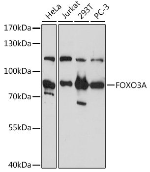 Western blot analysis of various lysates using FOXO3A Rabbit pAb (A0102) at 1:1000 dilution.<br/>Secondary antibody: HRP-conjugated Goat anti-Rabbit IgG (H+L) (AS014) at 1:10000 dilution.<br/>Lysates/proteins: 25μg per lane.<br/>Blocking buffer: 3% nonfat dry milk in TBST.<br/>Detection: ECL Basic Kit (RM00020).<br/>Exposure time: 5s.