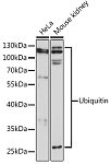 Western blot - Ubiquitin Rabbit pAb (A0162)