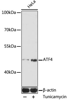 ATF4 Rabbit polyclonal antibody