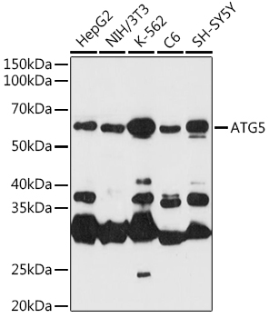 [KO Validated] ATG5 Rabbit polyclonal antibody