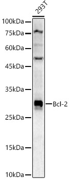 Bcl-2 Rabbit polyclonal antibody
