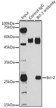 Bcl-2 Rabbit polyclonal antibody