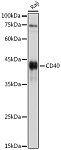 Western blot - CD40 Rabbit pAb (A0218)