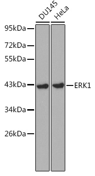 [KD Validated] ERK1 Rabbit polyclonal antibody