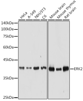 [KO Validated] ERK2 Rabbit polyclonal antibody