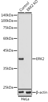 [KO Validated] ERK2 Rabbit polyclonal antibody