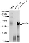 Western blot - c-Fos Rabbit pAb (A0236)
