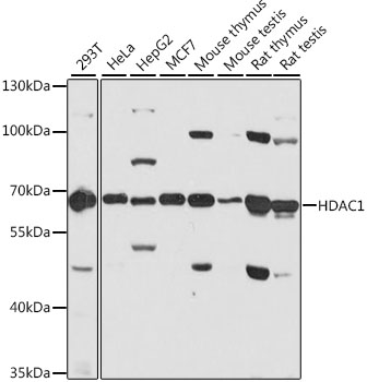 [KD Validated] HDAC1 Rabbit polyclonal antibody