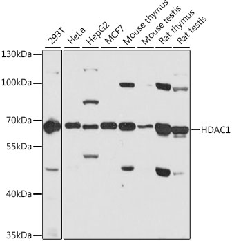 ABclonal:Western blot - [KO Validated] HDAC1 Rabbit pAb (A0238)