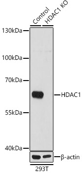 ABclonal:Western blot - [KO Validated] HDAC1 Rabbit pAb (A0238)