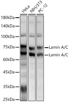 Western blot analysis of various lysates, using Lamin A/C Rabbit pAb (A0249) at 1:1000 dilution.<br/>Secondary antibody: HRP-conjugated Goat anti-Rabbit IgG (H+L) (AS014) at 1:10000 dilution.<br/>Lysates/proteins: 25μg per lane.<br/>Blocking buffer: 3% nonfat dry milk in TBST.<br/>Detection: ECL Basic Kit (RM00020).<br/>Exposure time: 1s.