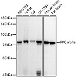 Western blot - PKC alpha Rabbit pAb (A0267)