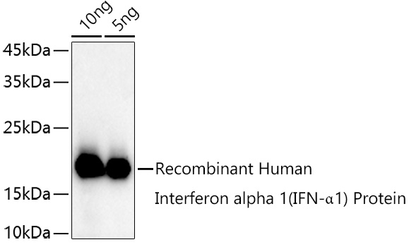 Interferon alpha 1 (IFN-α1) Rabbit pAb