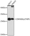Western blot - CDKN1B/p27KIP1 Rabbit pAb (A0290)