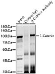 Western blot - β-Catenin Rabbit pAb (A0316)