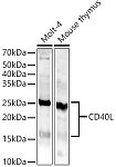 Western blot - CD40L Rabbit pAb (A0327)