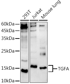 TGFA Rabbit pAb