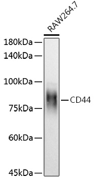 CD44 Rabbit polyclonal antibody