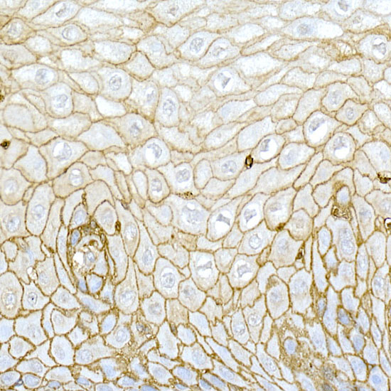 CD44 Rabbit polyclonal antibody
