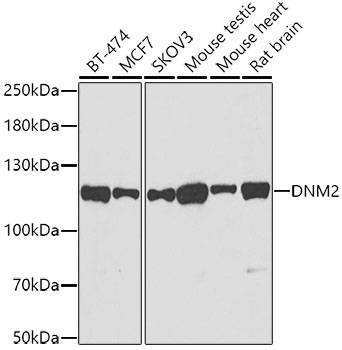 DNM2 Rabbit pAb