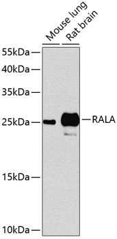 RALA Rabbit pAb