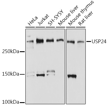 USP24 Rabbit mAb