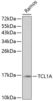 TCL1A Rabbit pAb