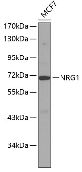 NRG1 Rabbit polyclonal antibody