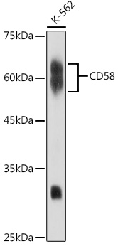 CD58 Rabbit mAb