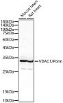 Western blot - VDAC1 / Porin Rabbit pAb (A0810)