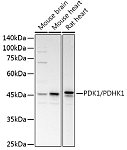 Western blot - PDK1/PDHK1 Rabbit pAb (A0834)