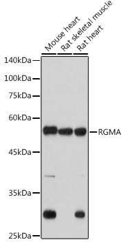 RGMA Rabbit mAb