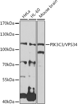 PIK3C3/VPS34 Rabbit pAb-Polyclonal Antibodies - ABclonal