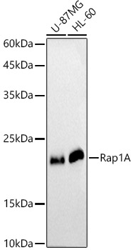 [KO Validated] Rap1A Rabbit polyclonal antibody