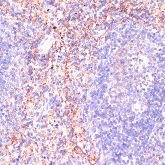 [KO Validated] Rap1A Rabbit polyclonal antibody