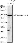 Western blot - PI3 Kinase p110 beta Rabbit pAb (A0982)