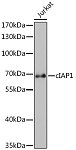 Western blot - cIAP1 Rabbit pAb (A0985)
