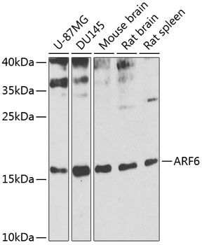 ARF6 Rabbit pAb