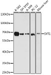 Western blot - SYT1 Rabbit pAb (A0992)