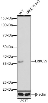 [KO Validated] LRRC59 Rabbit polyclonal antibody
