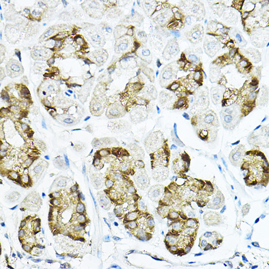 [KO Validated] LRRC59 Rabbit polyclonal antibody