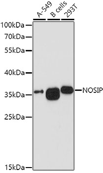 NOSIP Rabbit pAb