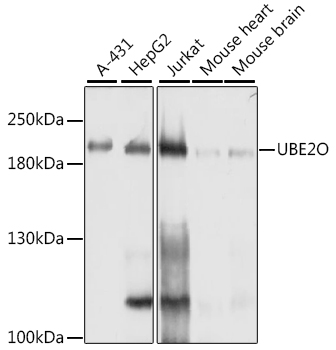 [KO Validated] UBE2O Rabbit polyclonal antibody
