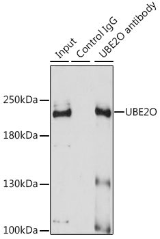 [KO Validated] UBE2O Rabbit polyclonal antibody